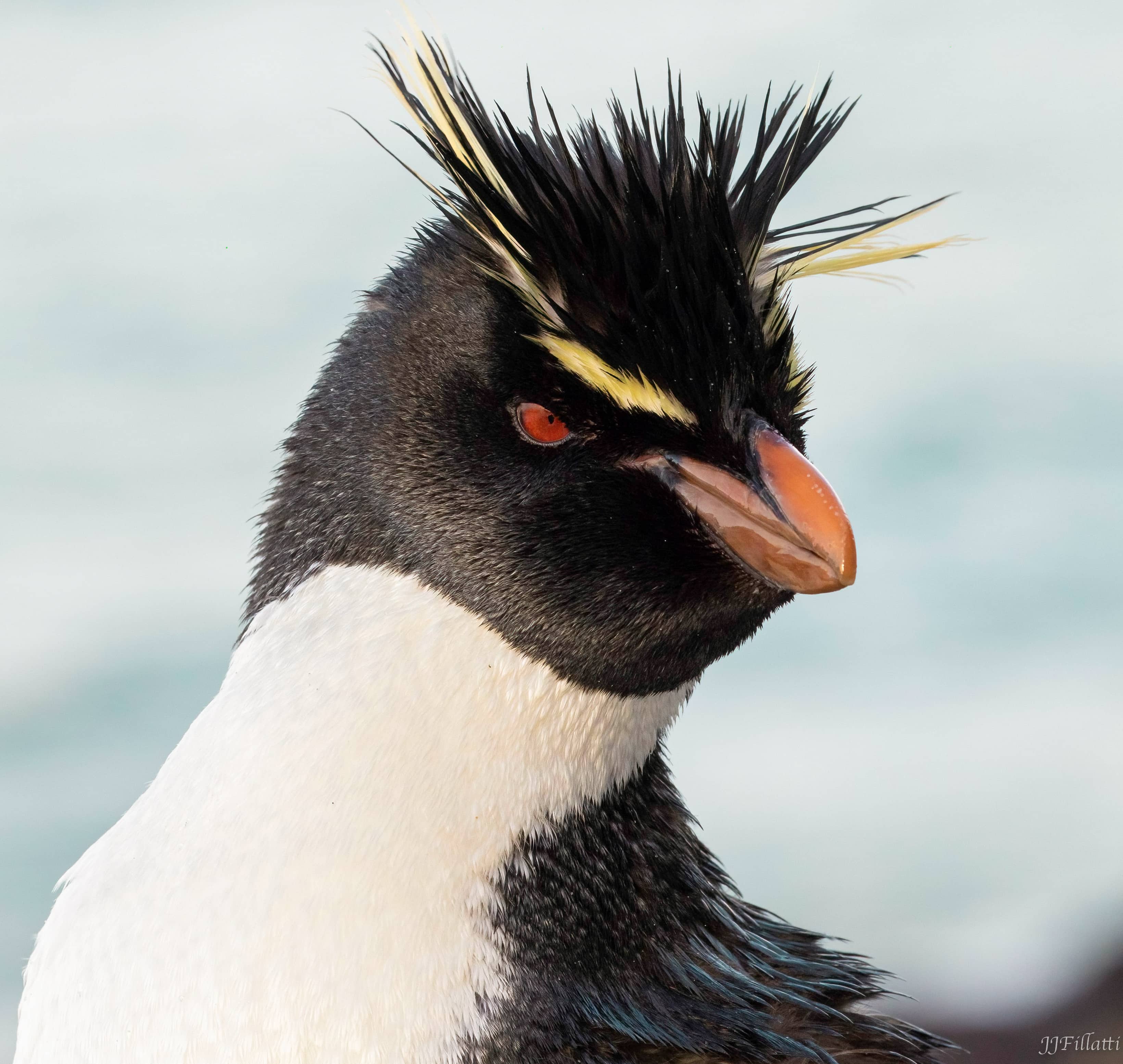 bird of the falklands image 35